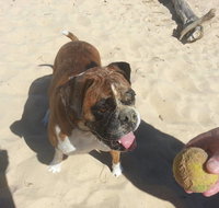 Diamond Beach Veterinary Clinic - Suburb Australia