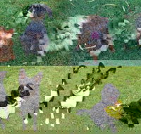 Pawz N Clawz Pet Accommodation - Suburb Australia