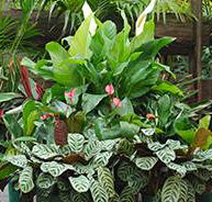 Total Gardens - Suburb Australia