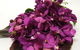 The Garden Florist - thumb 1