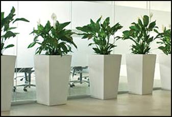 Living Green Indoor Plant Hire - Suburb Australia 0