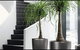 Living Green Indoor Plant Hire - thumb 1