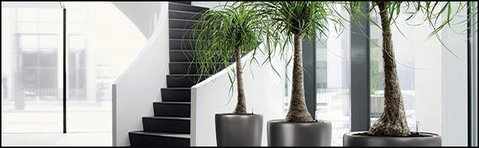 Living Green Indoor Plant Hire - Suburb Australia 1