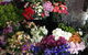 Every Blooming Thing - thumb 1