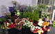 Every Blooming Thing - thumb 3