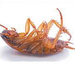 Bushland Beach Pest Control - Suburb Australia