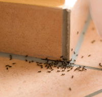 Nu-Style Carpets  Pest Control - Suburb Australia