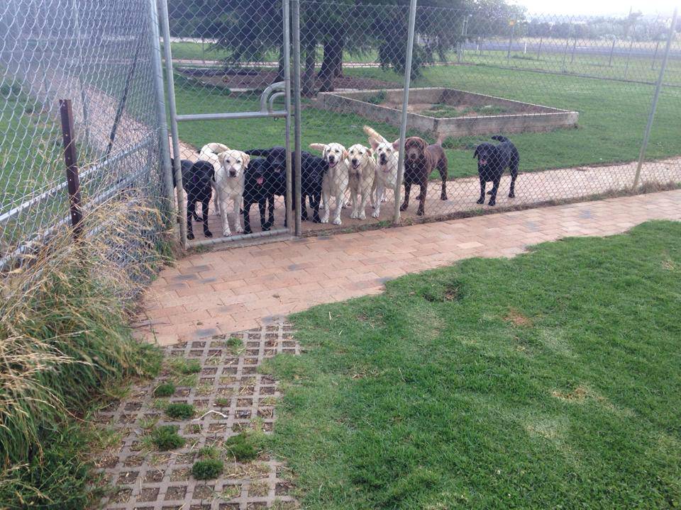 Dog Cat Clipping Washing Grooming Armidale NSW Suburb Australia