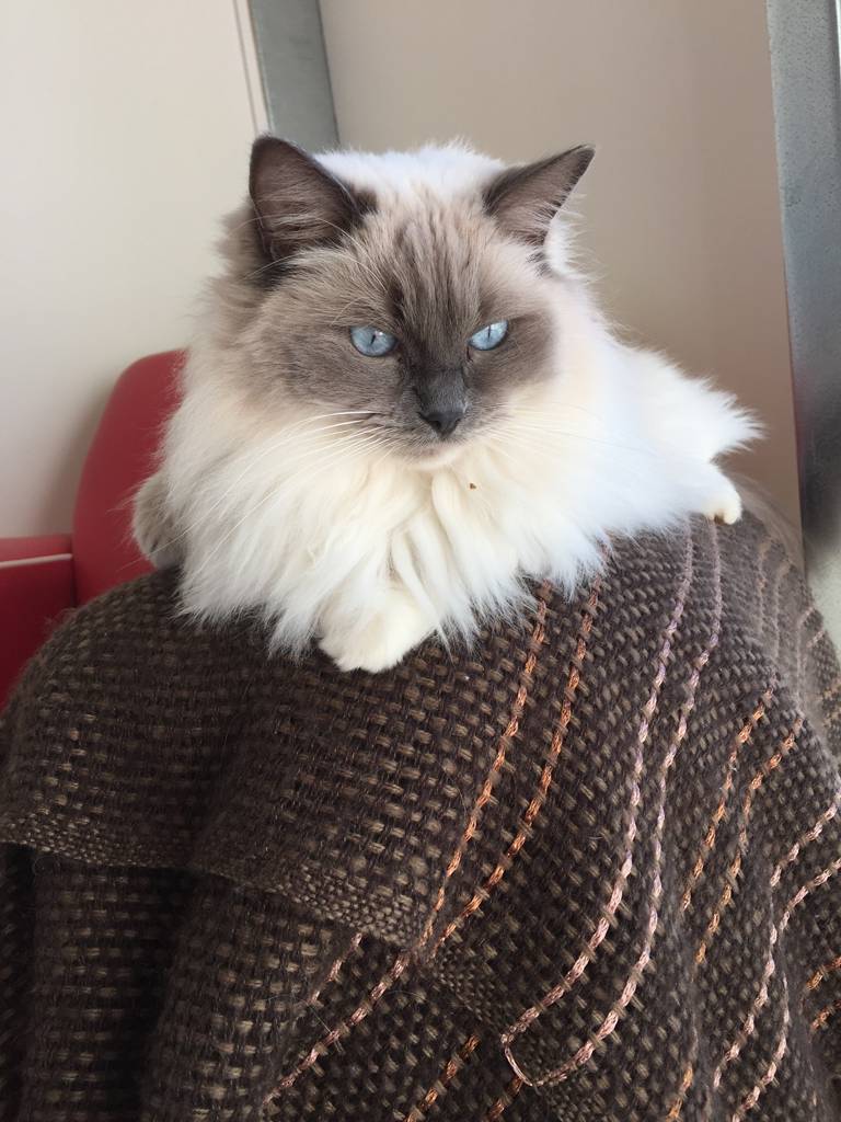Cat Breeding Suburb Australia