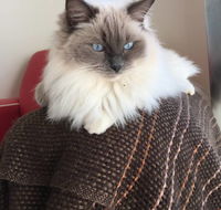 Purrrfect Coffs Cat BB - Suburb Australia