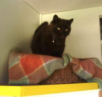 Whiskers on Braford Cattery - Suburb Australia