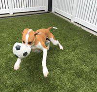 Paw Park Pet Resort - Suburb Australia