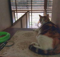 Desiderata Cattery - Suburb Australia