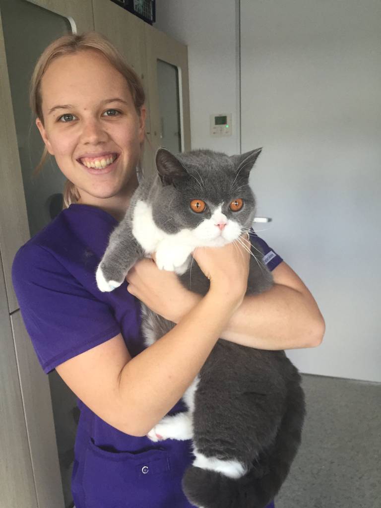 Cat Boarding Catteries Andergrove QLD Suburb Australia