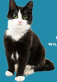 Hillcrest Boarding Kennels & Cattery - Suburb Australia 2