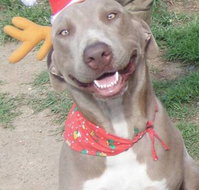 Hampden-Valley Kennels Cattery - Suburb Australia
