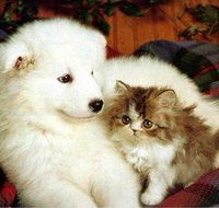 Rockhampton Boarding Kennels  Cattery - Suburb Australia
