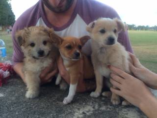 Dog Boarding Kennels Lake Munmorah NSW Suburb Australia