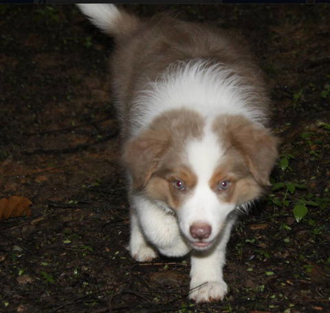 Lesley Hawkins–Chiropractor - Suburb Australia 0