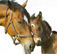 Kempsey Produce  Saddlery - Suburb Australia