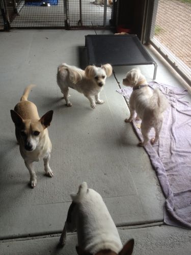 Clubs Dog Suburb Australia