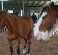 Equine Alliance - Suburb Australia