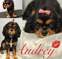 Love is in the Hair Dog Grooming - Suburb Australia