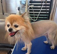 All Dogs Grooming - Suburb Australia