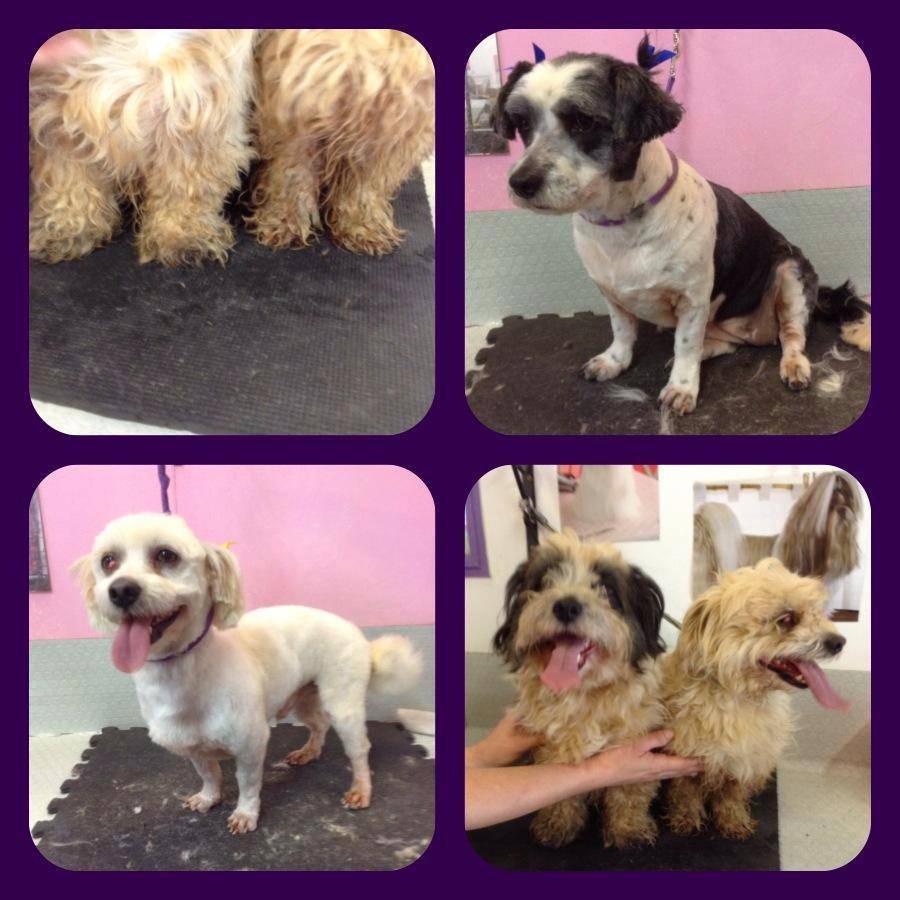 Dog Cat Clipping Washing Grooming Sawtell NSW Suburb Australia