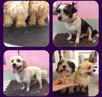 Cobbers Dog Grooming Salon - Suburb Australia