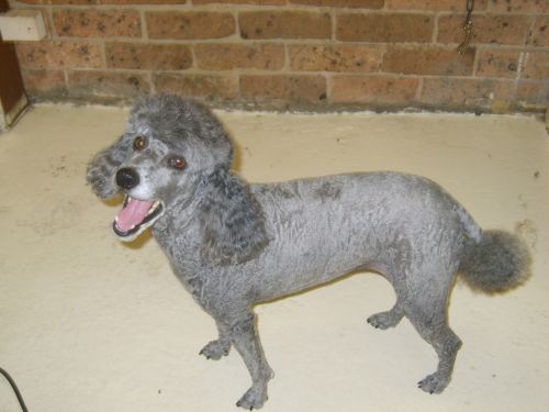 Dog Cat Clipping Washing Grooming Coffs Harbour NSW Suburb Australia