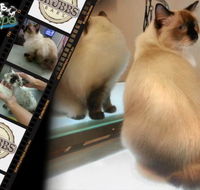 Darwin Pet Spa  Grooming - Suburb Australia