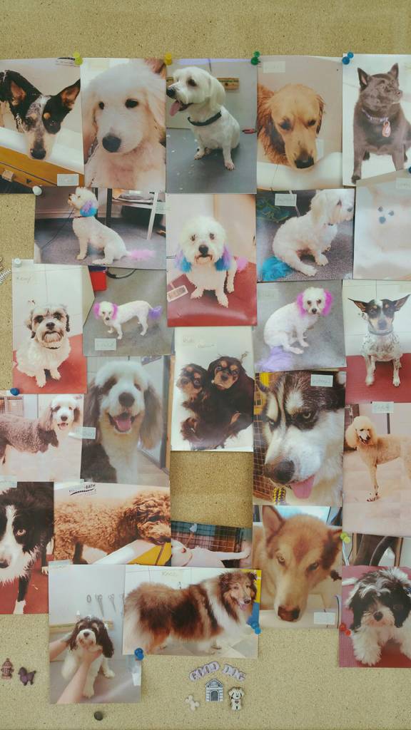 Clubs Dog Suburb Australia