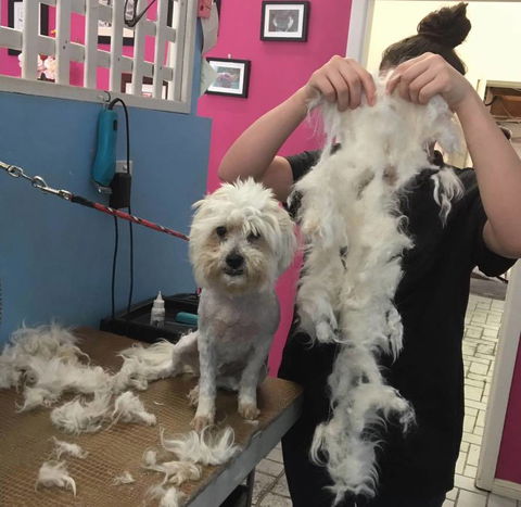 Foxy Furs Pet Grooming - Suburb Australia 1