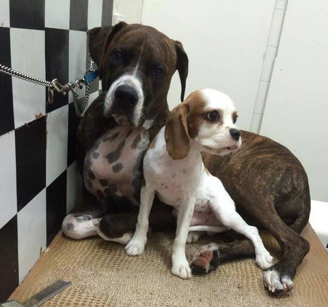 Foxy Furs Pet Grooming - Suburb Australia 2