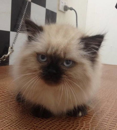 Foxy Furs Pet Grooming - Suburb Australia 3