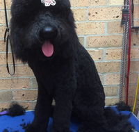 Bubbles Grooming Salon - Suburb Australia