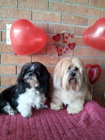 Dog Cat Clipping Washing Grooming Warners Bay NSW Suburb Australia