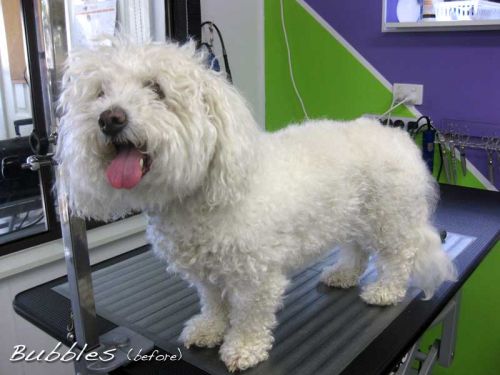 Dog Cat Clipping Washing Grooming Valentine NSW Suburb Australia