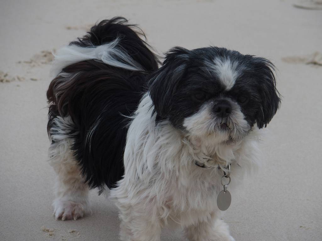 Dog Cat Clipping Washing Grooming Mullumbimby NSW Suburb Australia