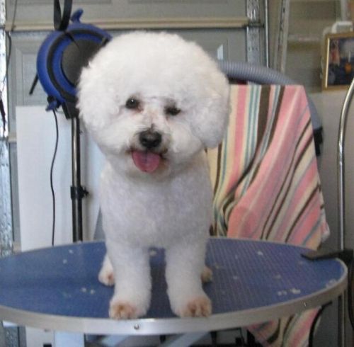 Dog Cat Clipping Washing Grooming Corlette NSW Suburb Australia