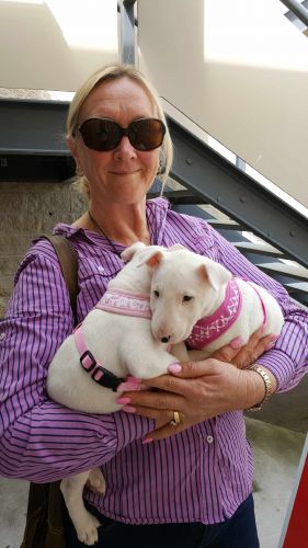 Dog Boarding Kennels One Mile NSW Suburb Australia