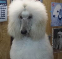 Doggie Fashion Grooming Salon - Suburb Australia