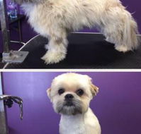 Dog Addiction Grooming Salon - Suburb Australia
