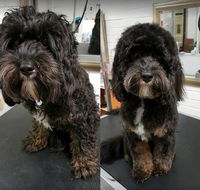 DGA Grooming Studio - Suburb Australia