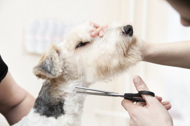 Dog Cat Clipping Washing Grooming Nabiac NSW Suburb Australia