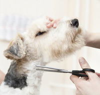 Nabiac Pet Grooming - Suburb Australia