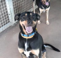 Bees Creek Boarding Kennels - Suburb Australia
