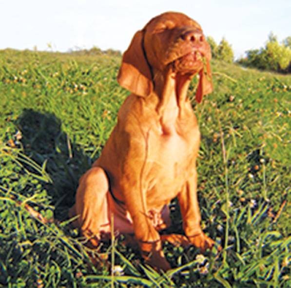 Dog Cat Clipping Washing Grooming Wingham NSW Suburb Australia