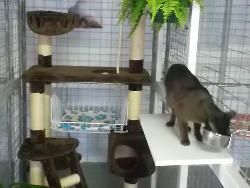 Dog Boarding Kennels Cluden QLD Suburb Australia